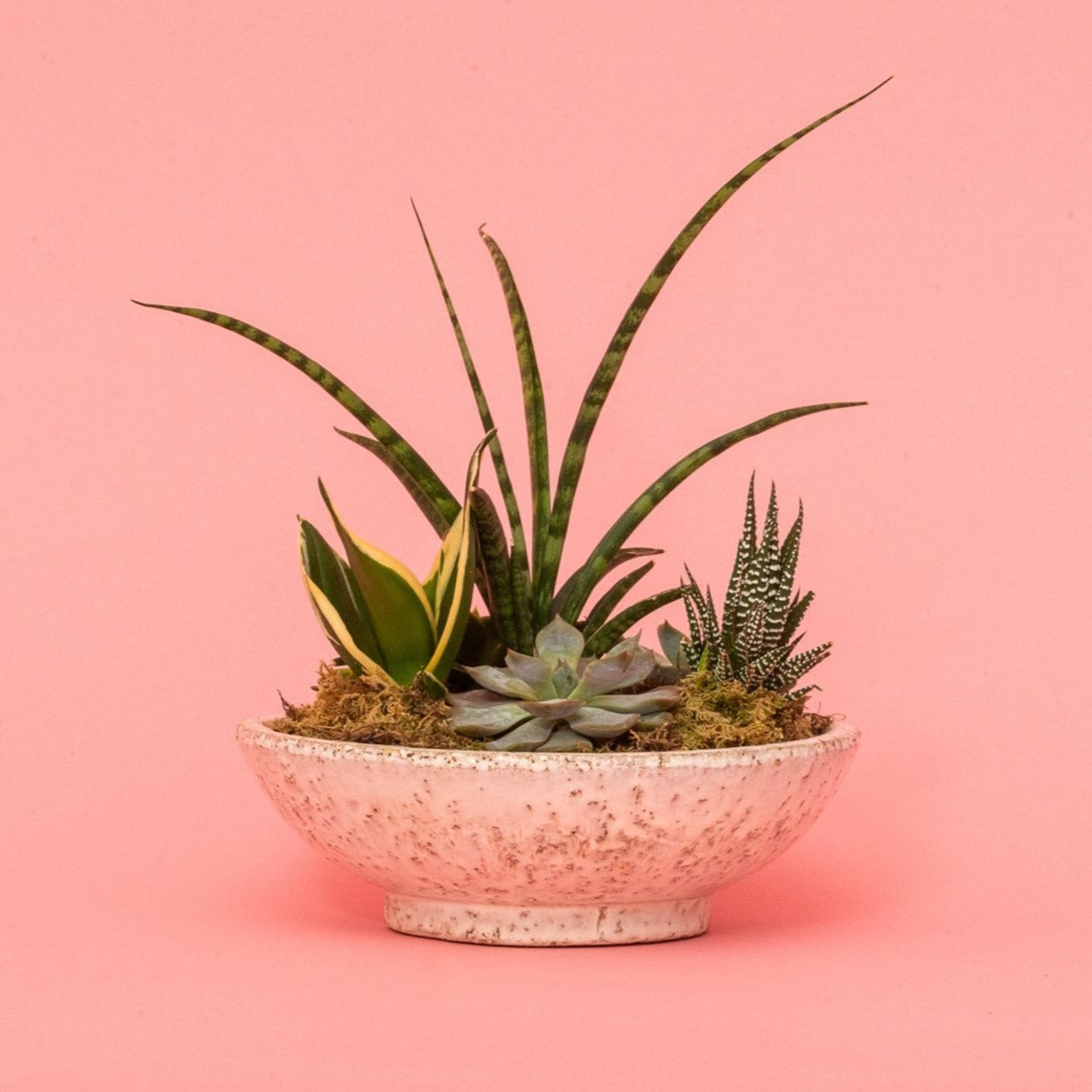 Divvy Bowl